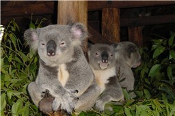 koalas