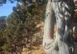 troodos artemis trail