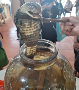 coconut wine marinated with snake meekong delta
