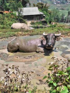 happy water buffalo sapa