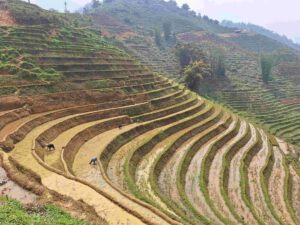 preparing the rice fields sapa
