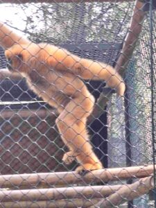 primate rescue centre cuc phuong national park